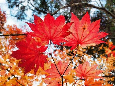 三連紅葉 三連紅葉の写真
