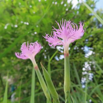 Photo, kawaranadesico, kawaguchi tetsuya, flower, 