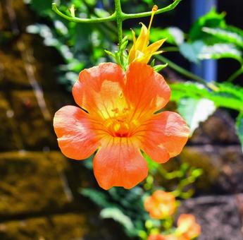 ノウゼンカズラの花 ノウゼンカズラの花 ノウゼンカズラ,ノウゼンカズラ科,ノウゼンカズラ属の写真素材