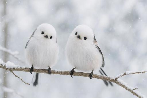 2匹で枝に止まるシマエナガ 2匹で枝に止まるシマエナガの写真
