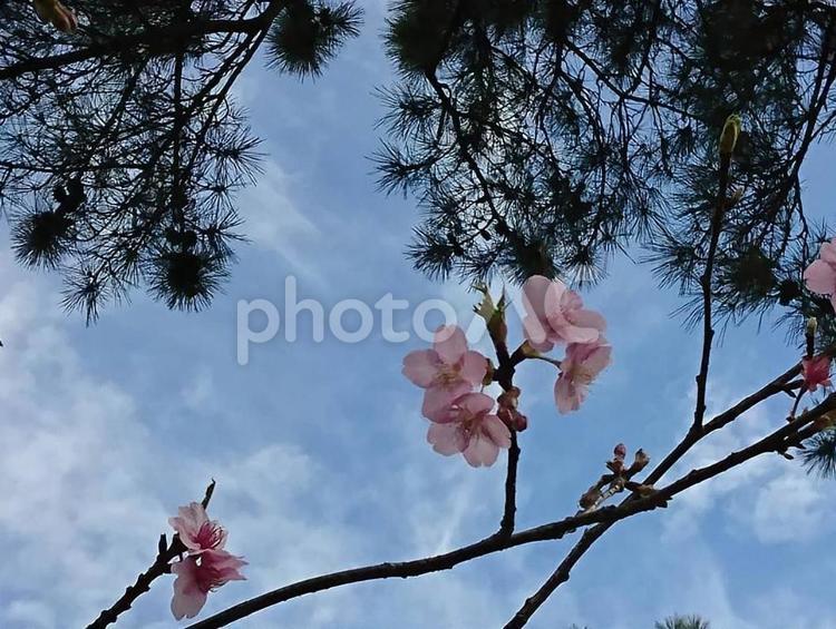 桜と松と空 桜と松と空,雲,桜の写真素材