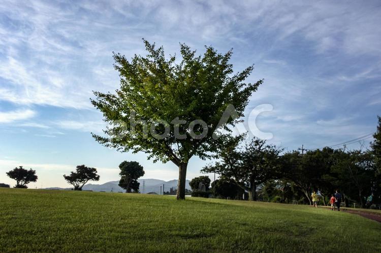 ＜素材＞銀杏の木と夕暮れの公園を歩く親子 家族,親子,子供の写真素材