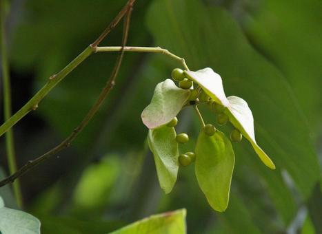 アオギリ アオギリ アオギリ,青桐,梧桐の写真素材