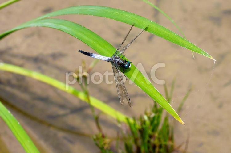 ５月下旬の湿地草地のシオカラトンボ シオカラトンボ,昆虫,葉の写真素材