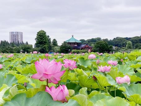 ハス ハス ハス,蓮,花びらの写真素材