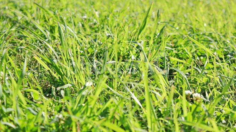 雑草のイメージ素材 雑草,草,環境の写真素材