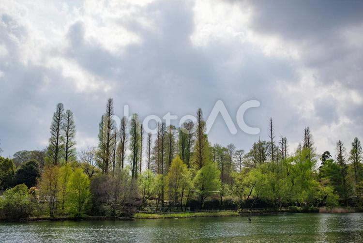 井の頭公園の新緑が鮮やかで美しい 春,吉祥寺,井の頭公園の写真素材
