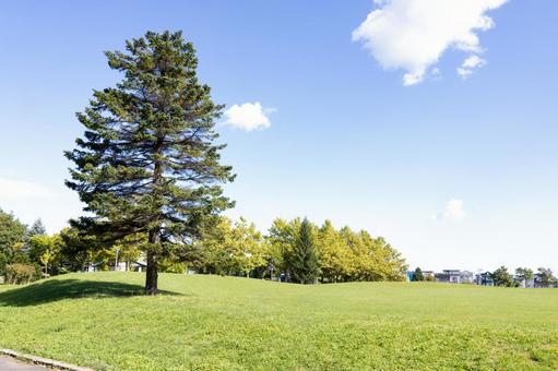１本の大きな木がある公園の写真