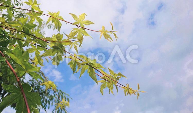 雨上がりの青もみじ 青もみじ,青空,雨上がりの写真素材