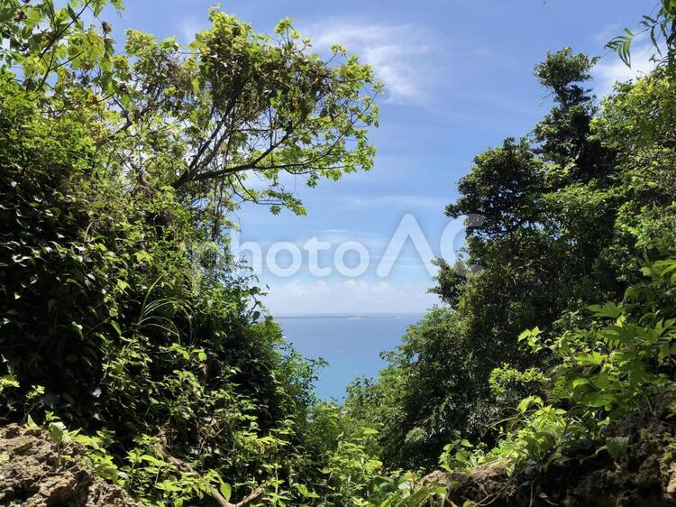 海と森 自然,木,葉の写真素材