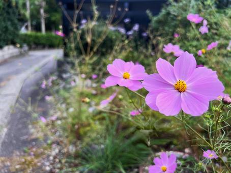 道端のコスモス コスモス,道端,ピンクの写真素材