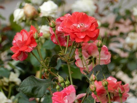 【薔薇の写真】バラの花 【薔薇の写真】バラの花 の写真