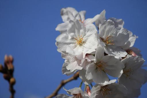 ソメイヨシノ ソメイヨシノ ソメイヨシノ,花,花びらの写真素材