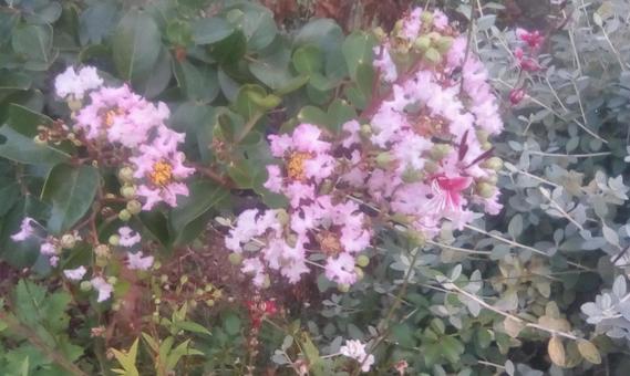 桃色の花の写真