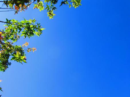 もみじと空 もみじと空の写真