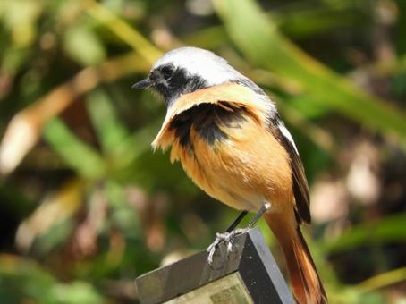 風にめくれるの写真