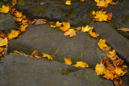 大山の登山道の黄色い落ち葉2　紅葉素材 もみじ,紅葉,葉の写真素材