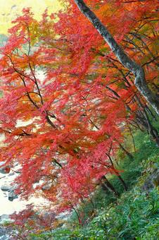 斜面の木々 斜面の木々の写真