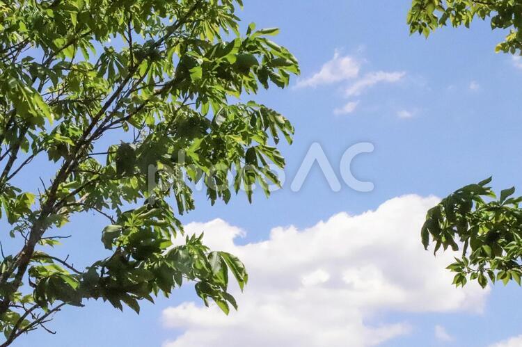 空と雲と葉が茂る木 空,素材,背景の写真素材