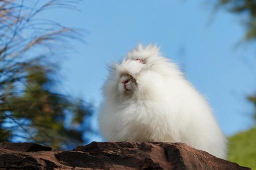 ペットのうさぎ ペットのうさぎ うさぎ,ペット,動物の写真素材
