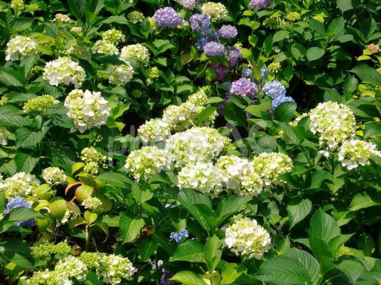 色とりどりのアジサイ 色とりどりのアジサイ,アジサイ,春の花の写真素材
