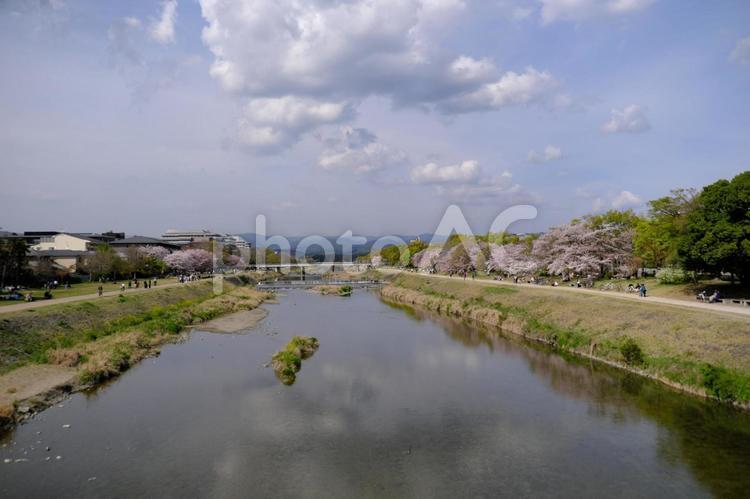 鴨川と桜とリフレクション 川,空,風景の写真素材