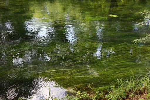 River surface Aquatic plants, JPG River surface Aquatic plants, JPG