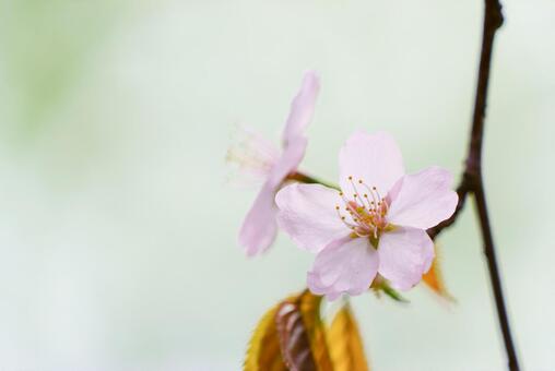 桜 桜の写真