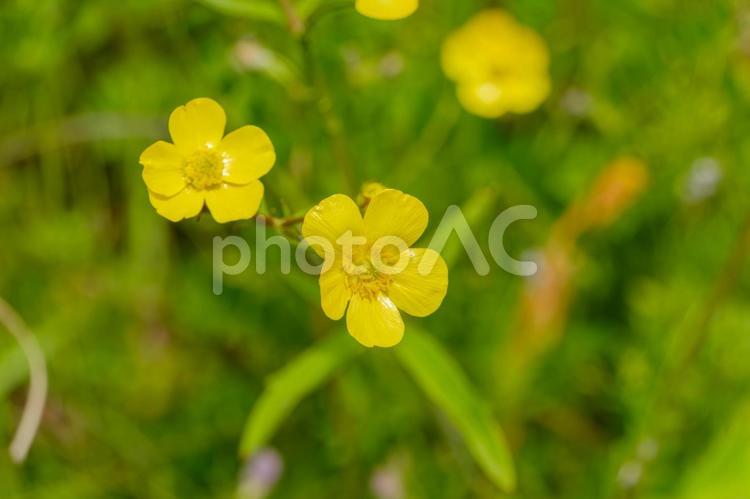 光に輝くウマノアシガタの花 ウマノアシガタ,花,花びらの写真素材