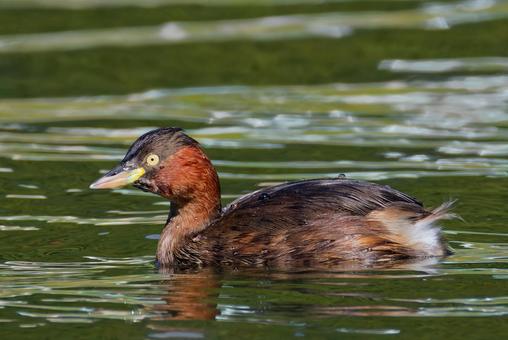 秋なのにまだ夏羽のカイツブリ カイツブリ,夏羽,留鳥の写真素材