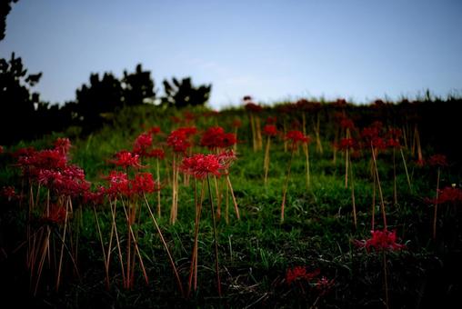 <五島の風景>秋の草原に咲くヒガンバナ <五島の風景>秋の草原に咲くヒガンバナの写真