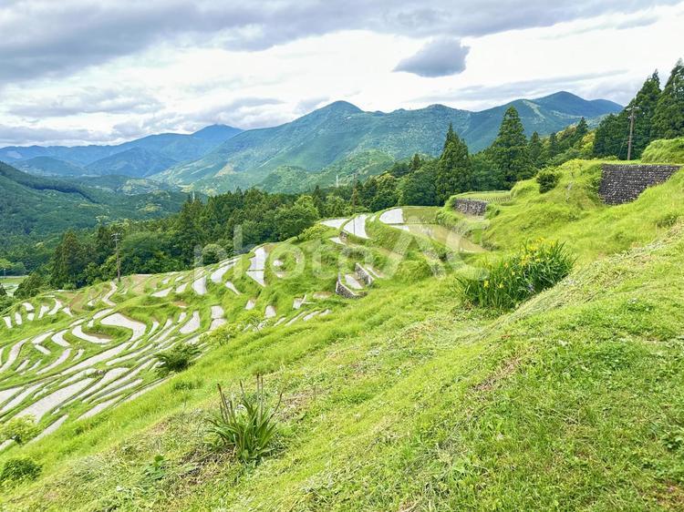 熊野　丸山千枚田 丸山千枚田,紀和町丸山地区,日本の棚田百選の写真素材