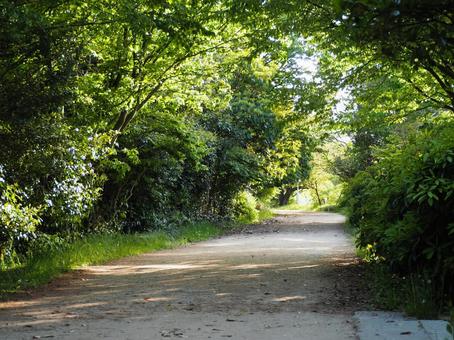 緑あふれる木漏れ日の道② 緑あふれる木漏れ日の道② 道,小道,公園の写真素材
