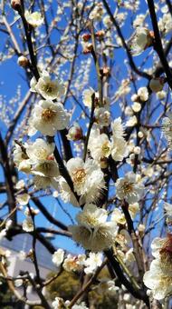 梅　白 梅,花,フラワーの写真素材