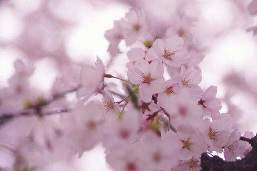 桜 桜の写真