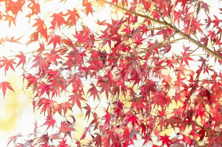 秋の風景 秋,紅葉,晴れの写真素材