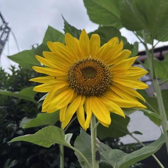 ひまわり ひまわり ひまわり,自然,空の写真素材