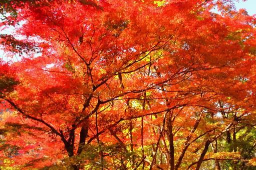 Autumn colors, JPG Autumn colors, autumn leaves, yellow leaves, red, JPG