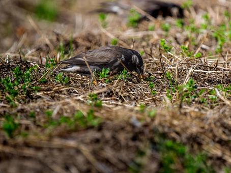 地面を歩くムクドリ 地面を歩くムクドリの写真