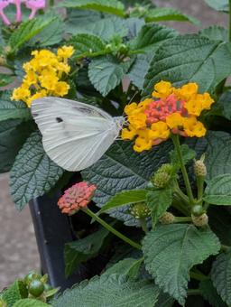 Lantana and cabbage white butterfly, JPG Lantana and cabbage white butterfly, JPG
