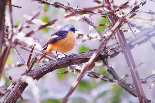 枝に止まるジョウビタキの雄 枝に止まるジョウビタキの雄 野鳥,ジョウビタキ,鳥の写真素材