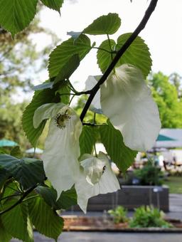 Photo, handkerchief, large bracts, no petals, 