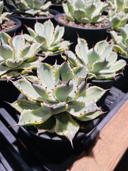 アガベ アガベ,agave,サボテンの写真素材