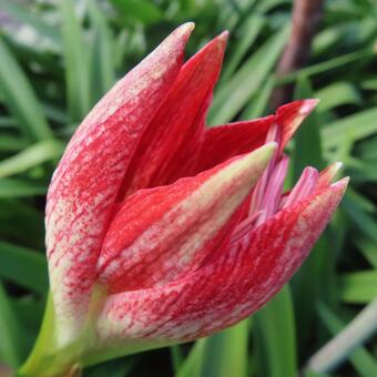 アマリリス アマリリス,花,花びらの写真素材