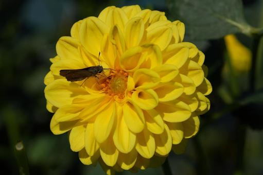 ダリア（イエローパール） ダリア,イエローパール,黄色の写真素材