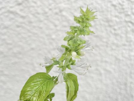バジルの花 バジルの花 バジル,花,白の写真素材