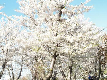 桜 桜の写真