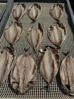 魚の干物 魚の干物,魚,一夜干しの写真素材