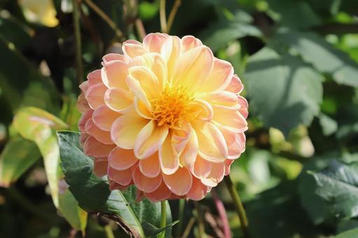 ダリヤの花 ダリヤの花の写真