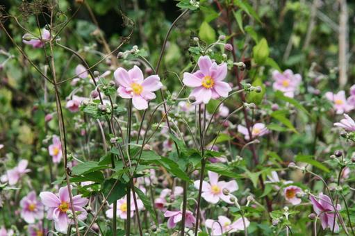シュウメイギク・秋明菊　咲く風景 シュウメイギク,秋,ピンク色の写真素材